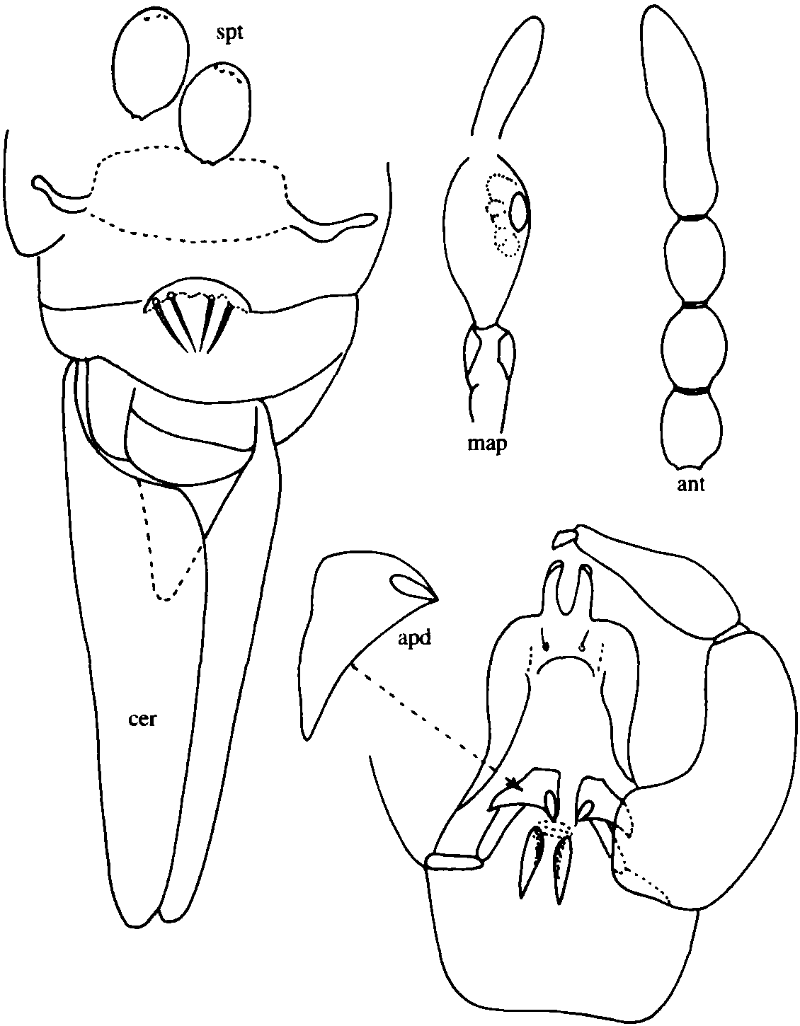 10.敦煌細(xì)蠓